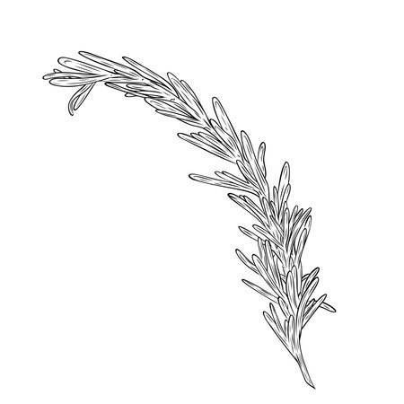 Monochrome botanical fragrant herb drawing of rosemary plant isolated on white background. Graphic hand drawn ink black and white vector. Good for cooking, spa, medicinal tea, and garden beautyのイラスト素材