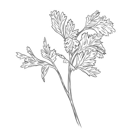 Monochrome botanical fragrant herb drawing of parsley plant isolated on white background. Graphic hand drawn ink black and white vector. Good for cooking, spa, medicinal tea, and garden, beautyのイラスト素材