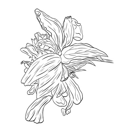 Gorgeous open peony bud with cute petals. Graphic line art hand drawn ink black and white illustration vector picture. Isolated object flower. For the design of postcards, posters, stickers, printsのイラスト素材