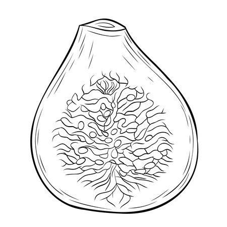 Monochrome botanical green figs in section. Graphic line art hand drawn ink black and white vector illustration. Isolated object. Good for cooking, spa, and health foodのイラスト素材