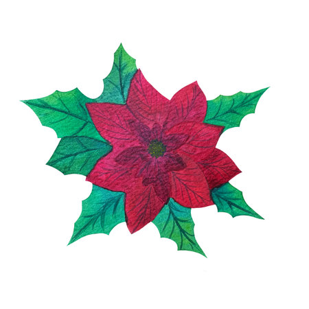 Wonderful Christmas red poinsettia with leaves. Watercolor floral hand drawn illustration. For the design, decoration and composition of postcards, posters, stickers, prints, posters, stickersの写真素材