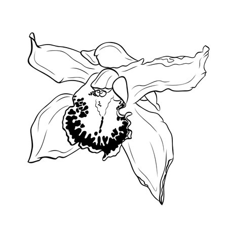 Vanilla flower, orchid phalaenopsis with large petals. Graphic line art hand drawn ink black and white illustration vector. Isolated object flower. For the cooking, spa, medicinal, tea, garden, beautyのイラスト素材