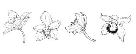 Set, clip art of vanilla flower, orchid phalaenopsis with large petals. Graphic line art hand drawn ink black and white vector. Isolated object flower. For the cooking, spa, medicinal, tea, beautyのイラスト素材