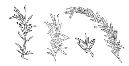 Set, clip art of monochrome botanical fragrant herb drawing of rosemary plant isolated on white background. Graphic ink vectorのイラスト素材
