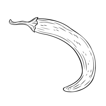 Monochrome botanical spicy hot chilli pepper. Graphic hand drawn ink black and white vector. Good for eco-style crafting, cooking, spa, medicine, cooking, and garden, beauty, decorationのイラスト素材