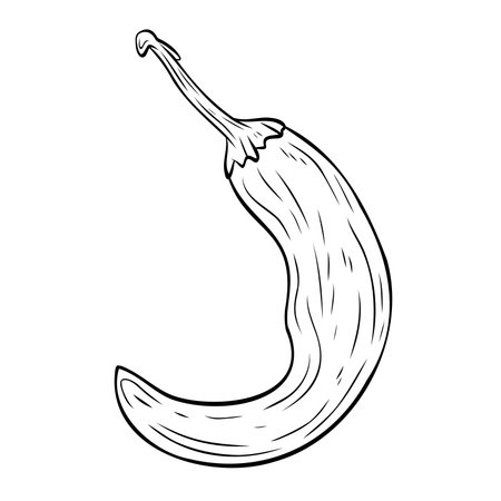 Monochrome botanical spicy hot chilli pepper. Graphic hand drawn ink black and white vector. Good for eco-style crafting, cooking, spa, medicine, cooking, and garden, beauty, decorationのイラスト素材