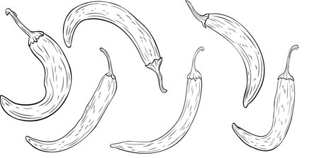 Set, clip art of monochrome botanical spicy hot chilli peppers. Graphic hand drawn ink black and white vector. Good for eco-style crafting, cooking, spa, medicine, cooking, and garden, decorationのイラスト素材