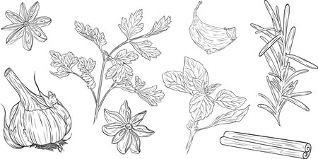 Set, clipart of monochrome botanical fragrant herb drawing of parsley, basil, garlic, star anise, cinnamon stick, rosemary. Graphic hand drawn ink vector. Good for cooking, spa, menu, decor, stickersのイラスト素材