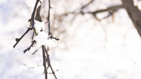 Apple tree in the snow, branches in the snow, snowy winter.の写真素材
