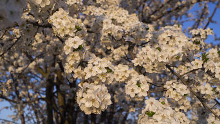 Bee on a flower of the white cherry blossoms. flowering tree, bee