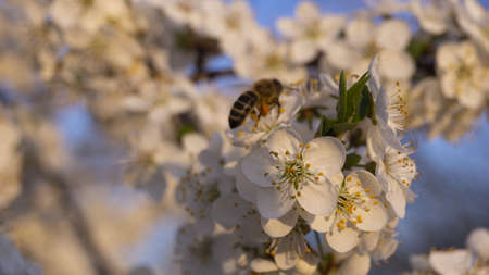 Bee on a flower of the white cherry blossoms. flowering tree, bee