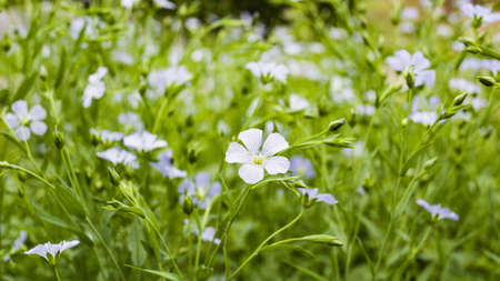 Background, flax flowers. Flax field, flax blooming, field, sowing, agriculture, panorama. The...