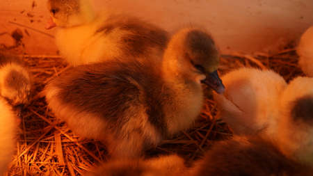 Little chickens in a brooder on the farm. Goslings