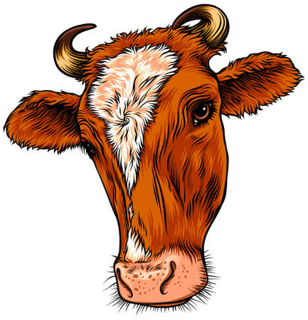Red cow, animal head. Illustration of a red cow. Image for milk and beef productsのイラスト素材