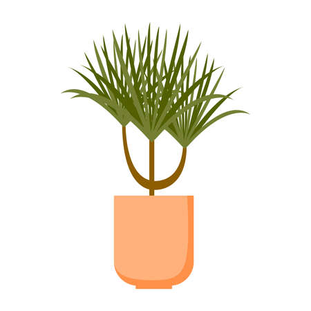 Vector illustration of dracaena. Indoor flower in pot isolated on white background.のイラスト素材