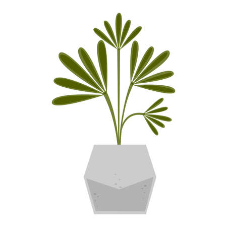 Vector illustration of houseplant. Indoor flower in pot isolated on white background.のイラスト素材