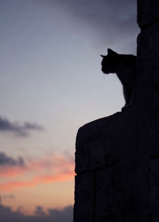 cat is on a wall at sunset timeの写真素材