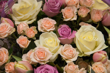background of colorful flowers. Background of roses. Many flowers on the backgroundの写真素材