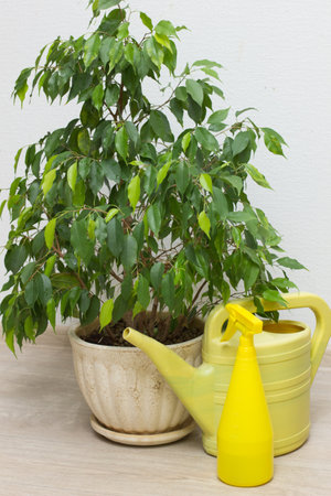 Watering a flower with a watering can. Watering can in hand. Caring for flowers at home.Home plant.close-upの写真素材
