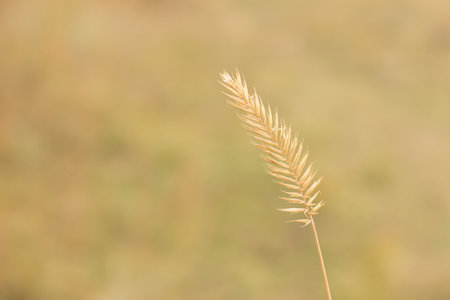 one spikelet on a light background. spikelet close-up. spikelet of wheatの写真素材