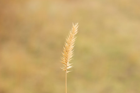one spikelet on a light background. spikelet close-up. spikelet of wheat