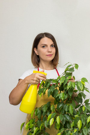 houseplant care.girl wipes the leaves of flower. maid rubs dust from flower.の写真素材