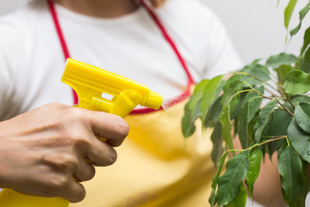 houseplant care.girl wipes the leaves of flower. maid rubs dust from flower.の写真素材