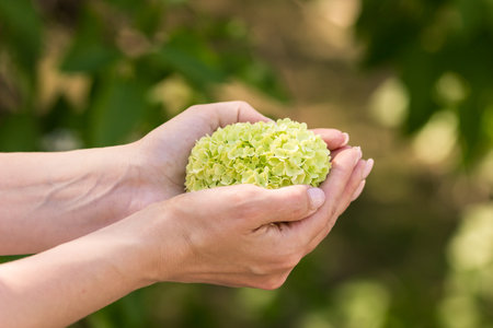 Green plant in hands close-up on green background. Green plant in hand.の写真素材