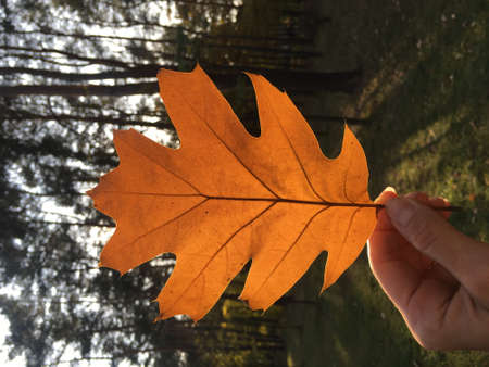 Autumn yellow oak leaf in hand in the sunの写真素材