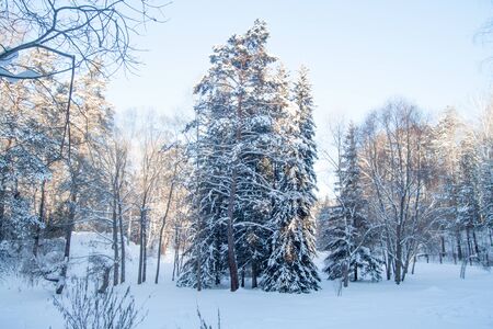Winter cold and snowy forest landscapeの写真素材