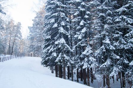 Beautiful winter forest, cold and snowy weatherの写真素材