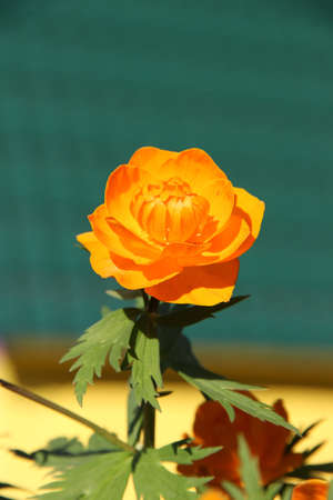 Bright sunny orange globeflower on the green and yellow background vertical close upの写真素材