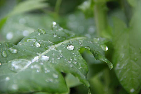 Beautiful drops after rain on the green leaf, small depth of field, summer, blur backgroundの写真素材