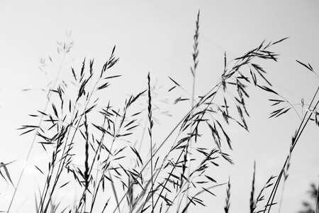 White and black spikelets against sky in backlight background. 