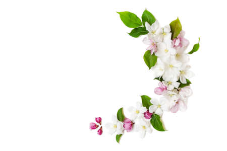 Apple flowers on a white background, top viewの写真素材