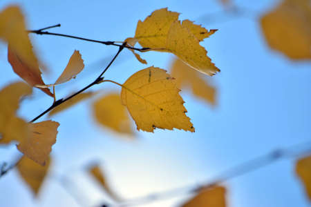 Autumn leaf