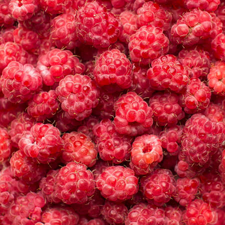 Fresh berries. Closeup background. Raspberry full frame.の写真素材
