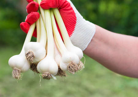 Harvest time. Freshly harvested garlic in the hands of women