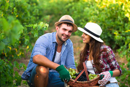 Smiling young couple on picking grapes in the vineyardの写真素材