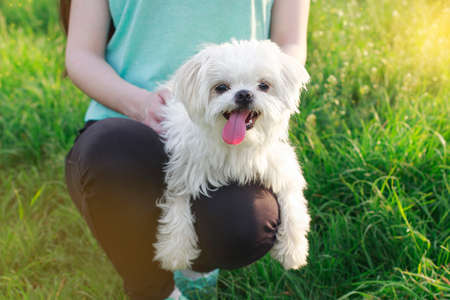 Beautiful girl with a young dog enjoying a beautiful day in the outdoorsの写真素材