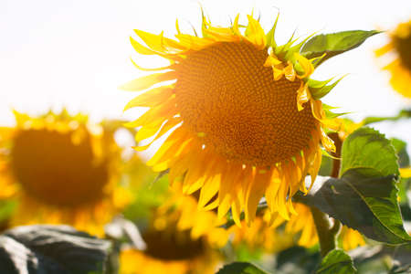 Beautiful sunflower on a clear dayの写真素材