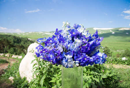 bouquet of blue flowers on a background of mountain valleyの写真素材