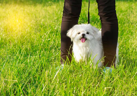 cute maltese dog sitting in grass outdoors