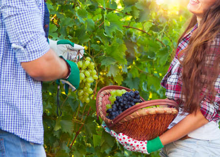 Young happy couple of wine-growers walking in vine rows