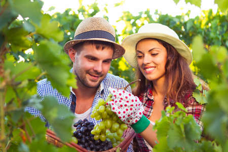 Portrait young beautiful couple in vineyard during harvest seasonの写真素材