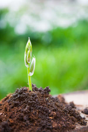 Young plant growing on dry soil with green background under the sunlight.  Spring and Ecology...