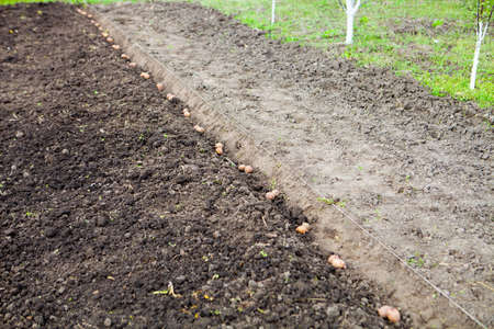Finished process of planting potato field in the vegetable gardenの写真素材