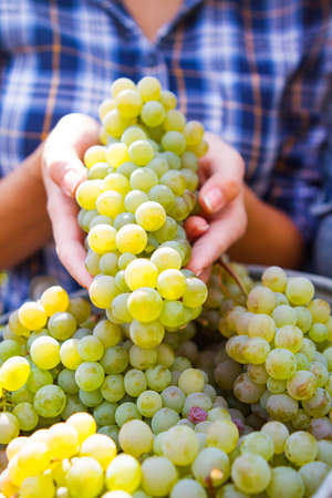 Young beautiful Woman Harvesting the grapes in vineyard. Close Up