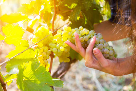 Grape harvesting in a vineyard in Kakheti region, Georgia. Woman's hands Close up. Harvesting the grapes theme.の写真素材