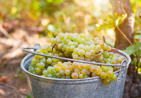 Grape harvest. White wine grapes in buckets after the harvest at the vineyard. Toned pictureの写真素材